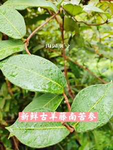 新鲜暗消藤野生藤南苦参马连鞍古羊藤毛青才鸦鹊藤bb洗疳积500g