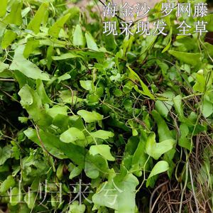 现采新鲜海金沙藤乱头发中草药材竹园荽罗网藤蛤蟆藤 500g/份