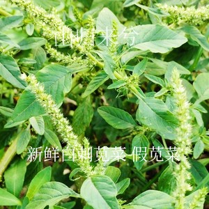 001人付款淘宝白刺苋菜 白梗野刺苋菜 假苋菜 簕苋