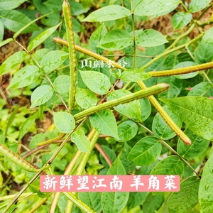 新鲜望江南蛇灭门野生羊角菜中草药假决明金豆子野扁豆发枝叶500g