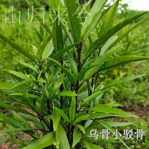 现采新鲜乌骨小驳骨小接骨乌骨接骨草接骨木尖凤尾裹篱樵枝叶500g