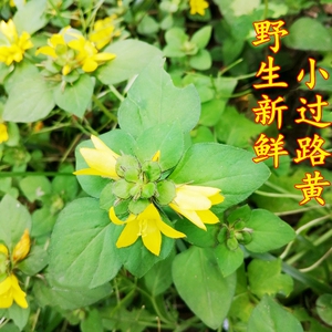 新鲜黄花草九莲灯小过路黄匍地龙临时救中药全株500g包邮现采现发