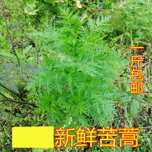 001人付款天猫艾草种子食用药用驱蚊草艾叶种籽野生大小叶艾蒿青蒿