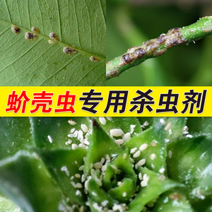 多肉蚧壳虫专用杀虫剂介壳虫杀虫药蚧必治果树多肉花卉农药除虫剂