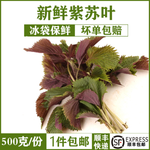 新鲜紫苏子叶农家紫苏叶新鲜干紫苏梗去腥烧鱼虾蟹香料紫苏苗500g
