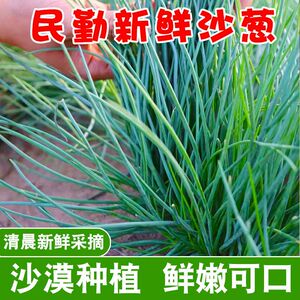 民勤特产新鲜沙葱小葱香葱5斤野生胡葱野葱现剪发顺丰保温箱发货