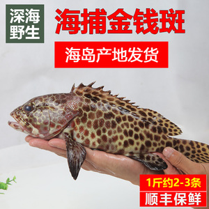 湛江海鲜 海捕石斑鱼 金钱斑 海钓虎头斑新鲜水产 一斤约2-3条