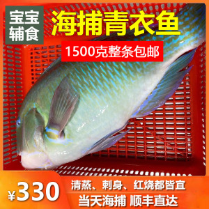 【大青衣鱼】大青衣鱼品牌,价格 - 阿里巴巴
