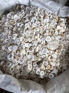 通草下奶哺乳期100g大通草王不留行中药小通草干花下奶汤茶