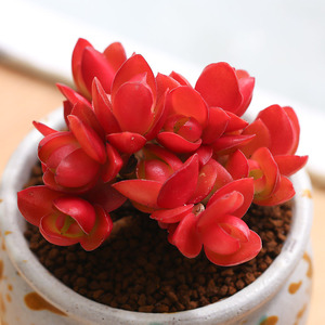 【红色系多肉】灯笼火祭多头多肉植物办公室花卉绿植盆栽不含花盆