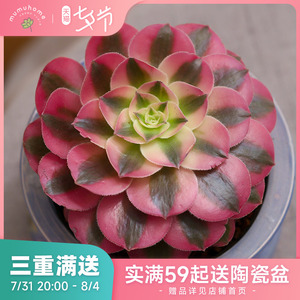 粉女巫法师多头群生多肉植物盆栽花卉盆栽绿植创意新手多肉云南