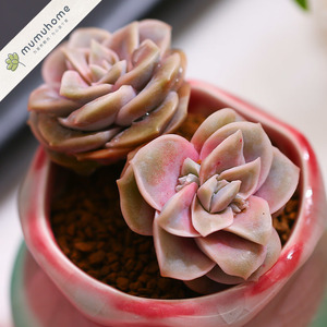 mumuhome可爱玫瑰多肉植物新手肉肉拼盘多颗室内花卉云南直发