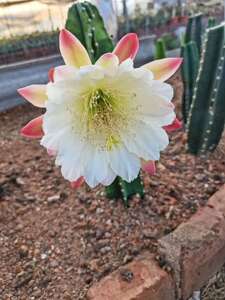 量天尺仙人柱开花