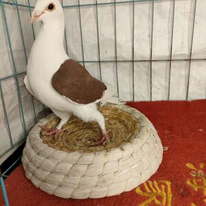 紫蝴蝶背母活体信鸽肉鸽观赏鸽青年异色信鸽卡奴肉鸽元宝鸽大鼻子