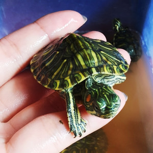 格兰德彩龟苗冷水小型观赏活物稀有宠物龟浅水龟网红小乌龟互动强