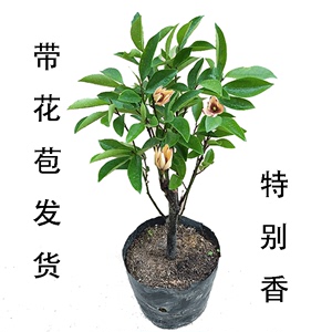 香花树含笑花苗盆栽 庭院 树苗 紫黄色花卉植物香蕉妃浓香型独特