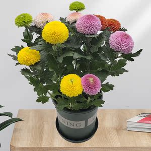 绿色乒乓菊带花苞室内阳台四季开花球形菊花好养绿植盆景花卉盆栽