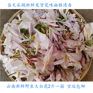 白花云南特有大白花新鲜野菜当季新鲜蔬菜野花金雀花食用鲜花包邮