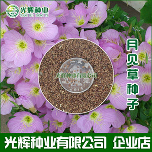 美丽月见草种子四季种夜来香多年生花草种子花海景观庭院绿化包邮