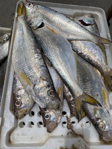 象山石浦海鲜 新鲜海捕力鱼 大鳓鱼 肉肥厚1条1斤左右