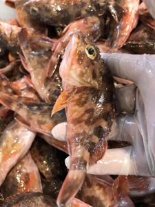 象山石浦海鲜  新鲜小石斑鱼 虎头鱼 海钓红虎头