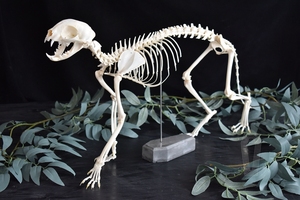 家猫骨骼标本 狸花猫 真骨标本 宠物加工 复古摆件