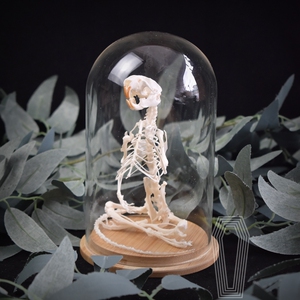 打坐鼠骨骼标本 如来佛祖骨架 真骨含玻璃罩