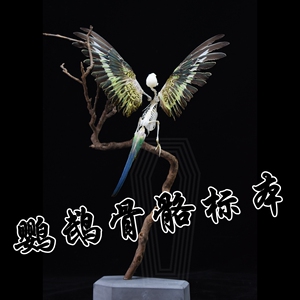 树枝款鹦鹉骨骼标本鸟骨架【自由的骨头】树枝摆件