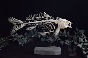 鲤鱼骨骼标本 真骨 鱼骨 手工制作  接受定制