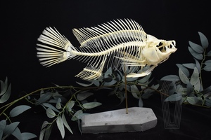 罗非鱼骨骼标本 真骨[自由的骨头]工艺保证