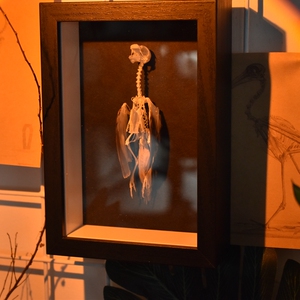 000人付款淘宝鹦鹉骨骼标本画框防尘罩 真鸟骨标本相框鹦鹉标本