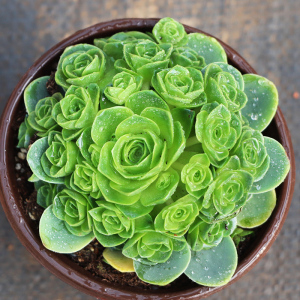 甜妞多肉馆【黄金山地玫瑰】多肉植物/翡翠球品相耐看满22包邮