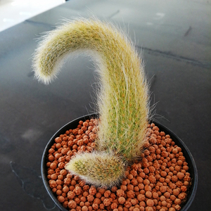 九尾狐大颗包邮奇趣多肉软毛植物 猴尾柱室内吊兰盆栽 新手好养