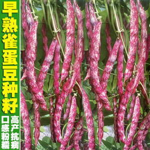 早熟红花雀蛋豆种子地雀豆彩色紫红四季豆角种籽高产耐热蔬菜种孑
