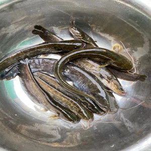 冷水鲶鱼