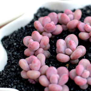 多肉植物桃蛋婴儿手指组合多肉盆栽乌木罗宾花卉绿植耐旱植物蓝豆