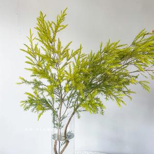 香松千层金黄金香柳 水养鲜切枝条鲜花速递同城 江浙沪皖2扎包邮