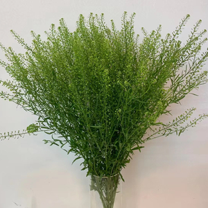 鲜花配草 绿菱草 花艺插花点缀 婚庆绿景布置 上海生活鲜花速递