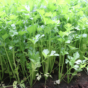 密云 新鲜蔬菜 小香芹 新鲜细芹菜 细杆 叶子繁茂 500g