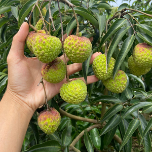 新品种 星球绿荔枝 全岛少量 核大不接急单 有股天然的芳香味好吃