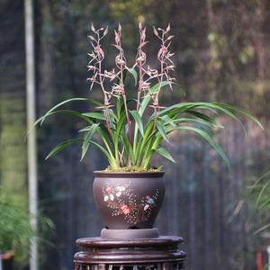 翁源兰花名贵老种桃姬花色艳丽室内阳台花卉盆栽绿植