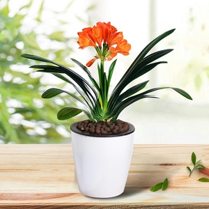 四季君子兰盆栽带花苞含盆国兰精品大苗客厅高档名贵花卉植物绿植