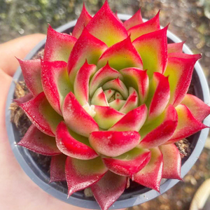 多肉植物大颗果冻红蟠桃东云老桩稀有办公桌室内花卉阳台防辐射