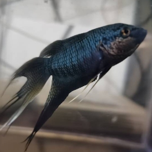 中国斗鱼 国斗黑蛇纹活体好养淡水冷水观赏鱼中华斗鱼苗