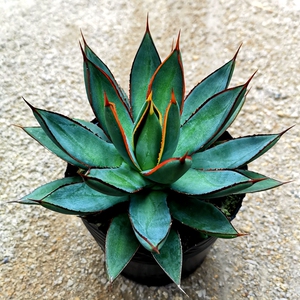 花媒人多肉植物龙舌兰 泷雷 龙雷 笼雷 台湾园艺杂交新品易养盆栽