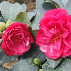 巨型四季稀有夏日七心茶花品种名贵盆栽树苗开花不断室内系列重瓣