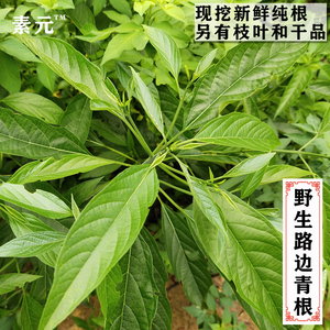 【青青树】青青树品牌,价格 - 阿里巴巴