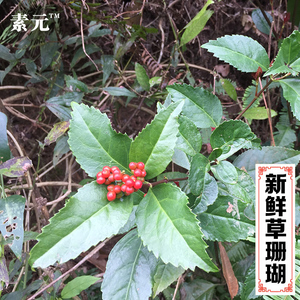 现采新鲜草珊瑚 肿节风 中草药九节风 接骨莲九节茶整棵全草 包邮
