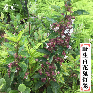 白花鬼灯笼