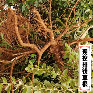 现挖新鲜排钱草根 金钱豹根 钱串草根 中草药毛排钱草根 500克